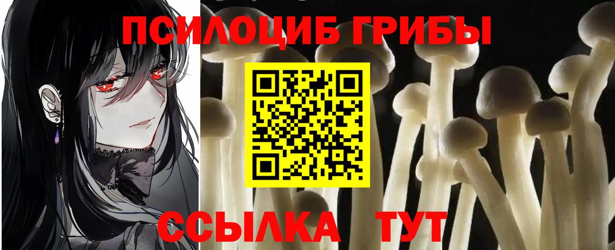 Псилоцибиновые грибы Psilocybe Миллерово